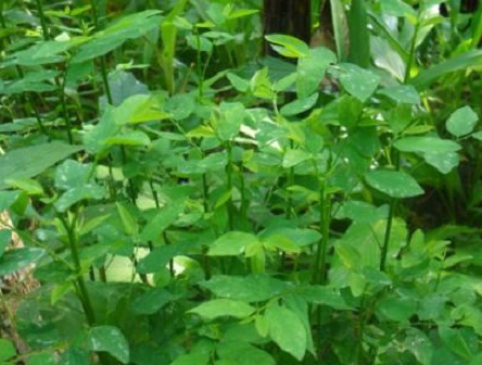 Cara Memasak Daun Katuk Yang Enak Cara Mengolah Daun Katuk Untuk Memperlancar Asi Cara Mengolah Daun Katuk Menjadi Obat Cara Menanam Menanam Daun Cara Memasak