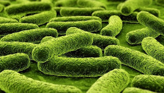 materi lengkap metabolisme mikroorganisme (mikroba