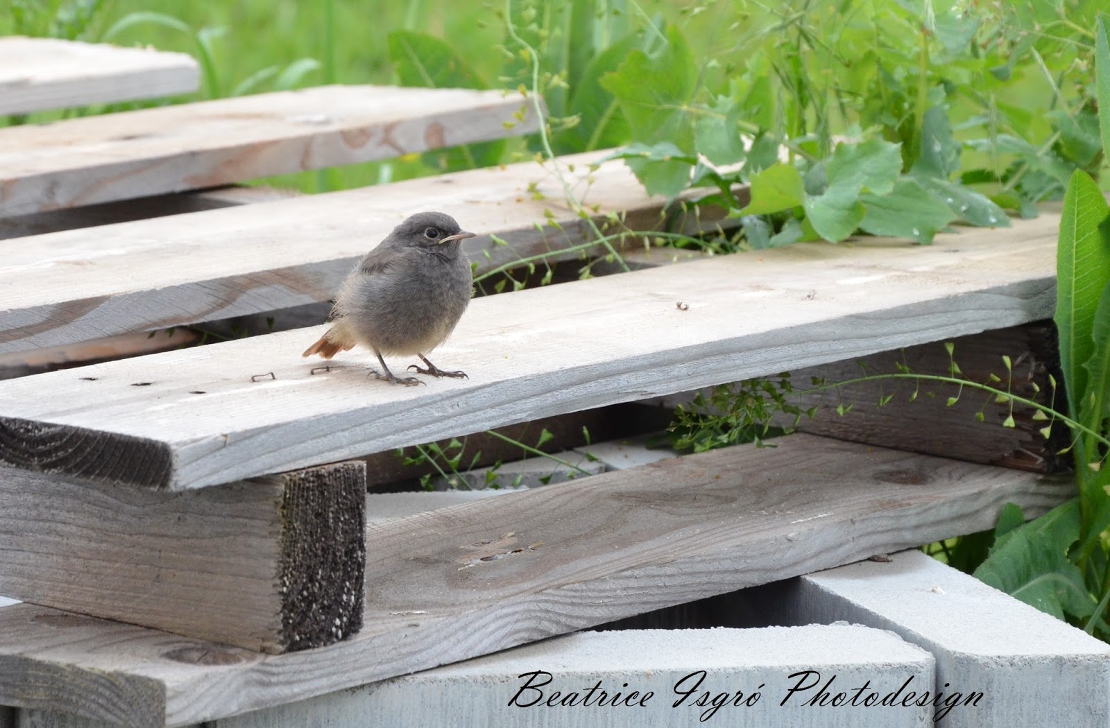 Amelies und Anelas Welt Natur pur im eigenen Garten