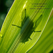 LA FOTOGRAFIA MACRO EN ELS REGNES MINERAL, VEGETAL I ANIMAL