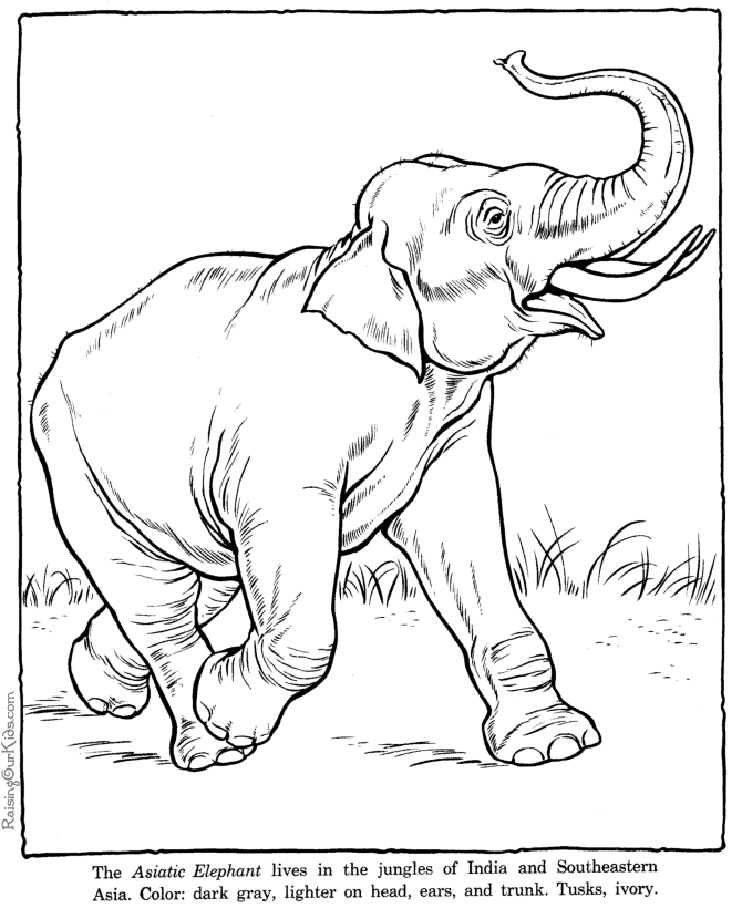 Masami Lauman: 14 Elephant Coloring Pages for Kids