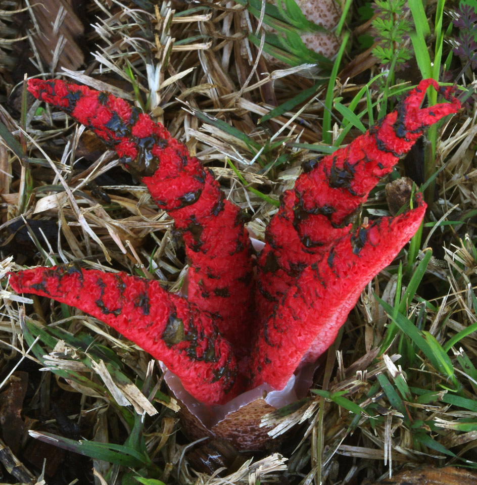 Wildeep's Illuminations More Octopus Stinkhorns