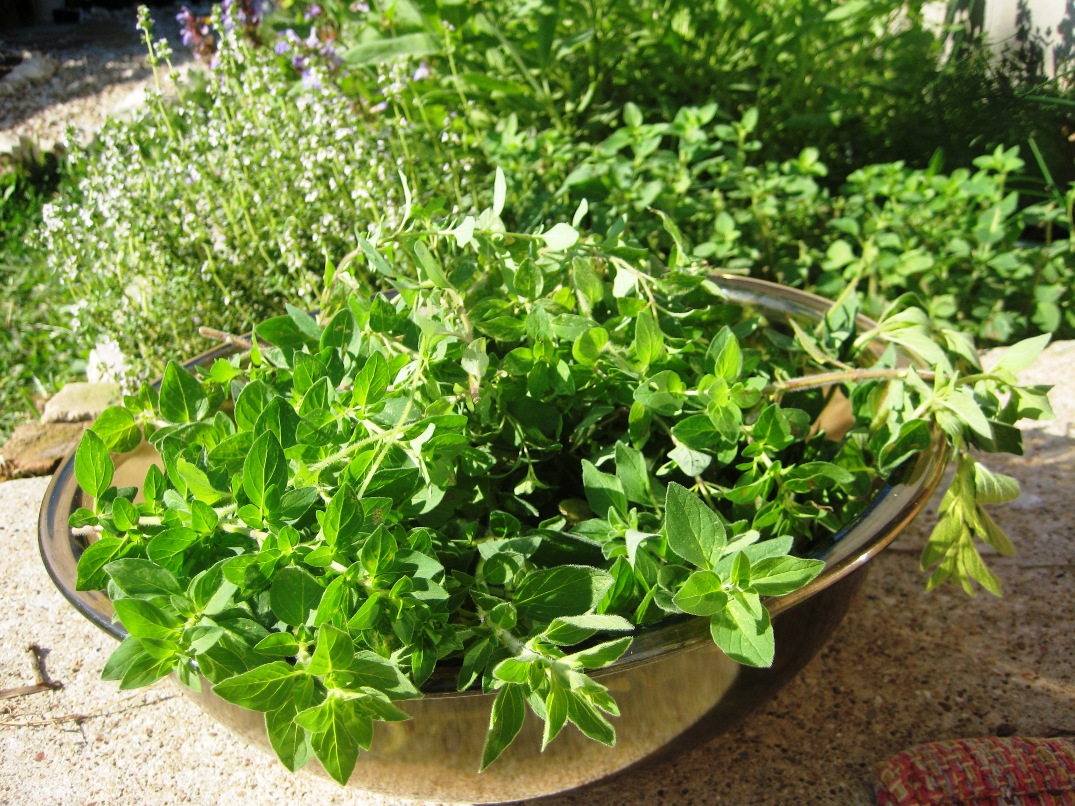 Oregano Wild Marjoram Origanum Vulgare Cooking Signature