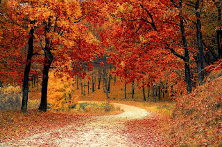 Image: Fall Leaves, by Valentin Sabau on Pixabay