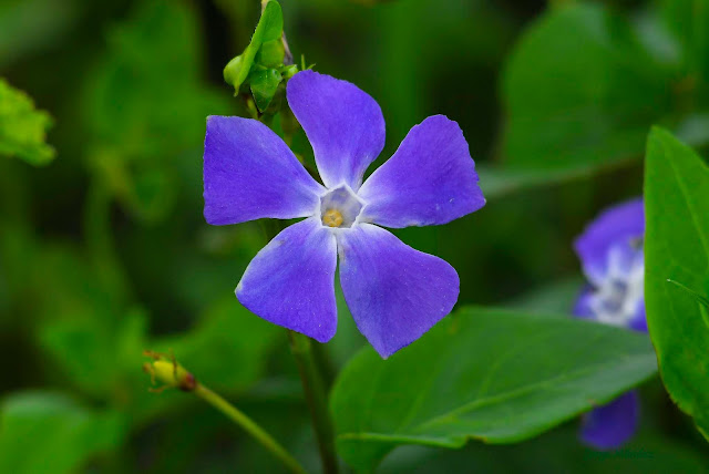 Flor de Vinca minor. Color azul bígaro. Vincapervinca Hierba doncella Violeta de la bruja. Asturias