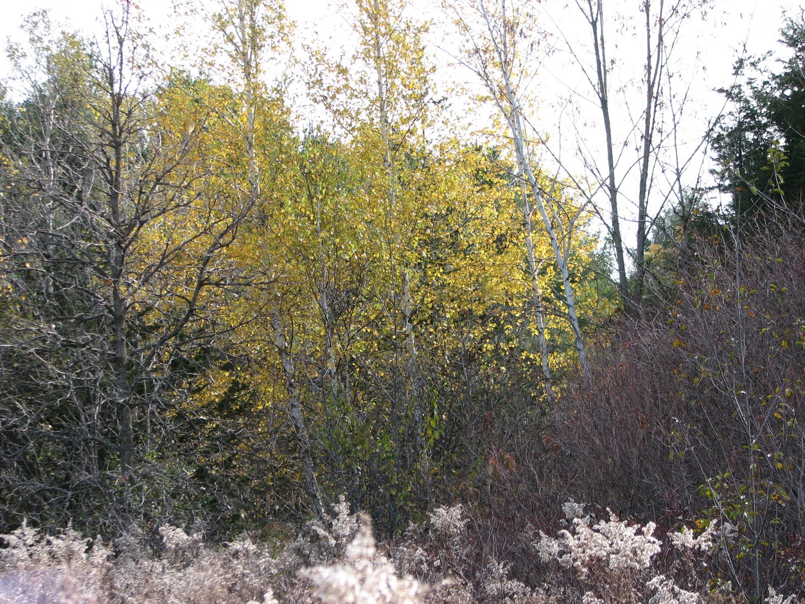 South Burlington, VT. Wheeler Nature Park Oct 27 Photos Litter with