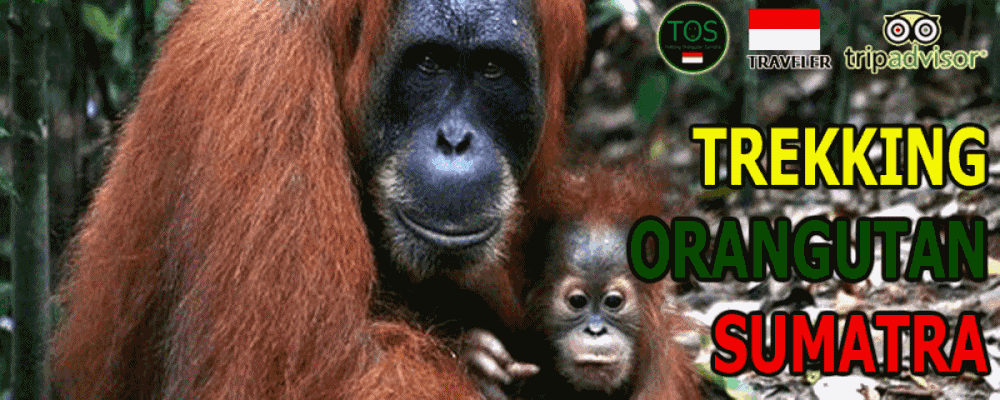 Trekking Orangutan Sumatra - Amazing Trips in Sumatra