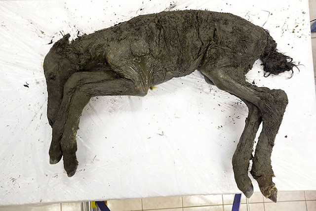 Liquid blood found inside 42,000 year old foal boosts hopes of bringing extinct species back to life