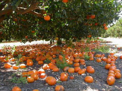 Sejarah Itu Indah: Buah jatuh tidak jauh dari pohonnya