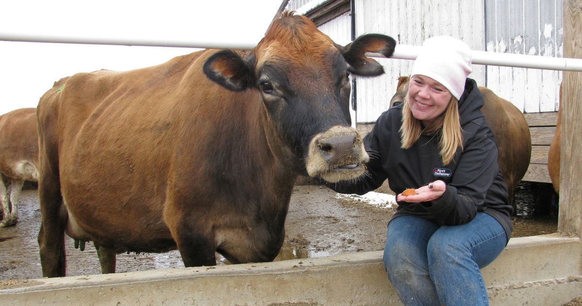 TYWKIWDBI ("TaiWikiWidbee") It's perfectly ok to feed candy to cows
