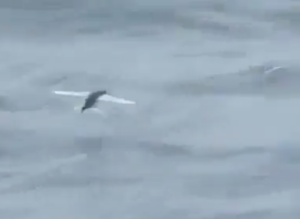 sea fish islam read flying