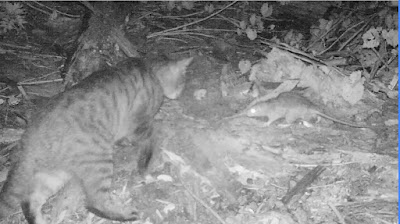 Feral Cats Versus Invasive Rats