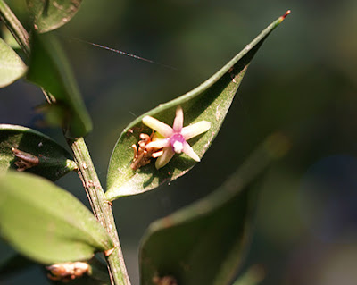 Flor del Rusco (Ruscus aculeatus)