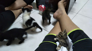 Feed Milk for 4 kittens Feed Milk for 4 kittens