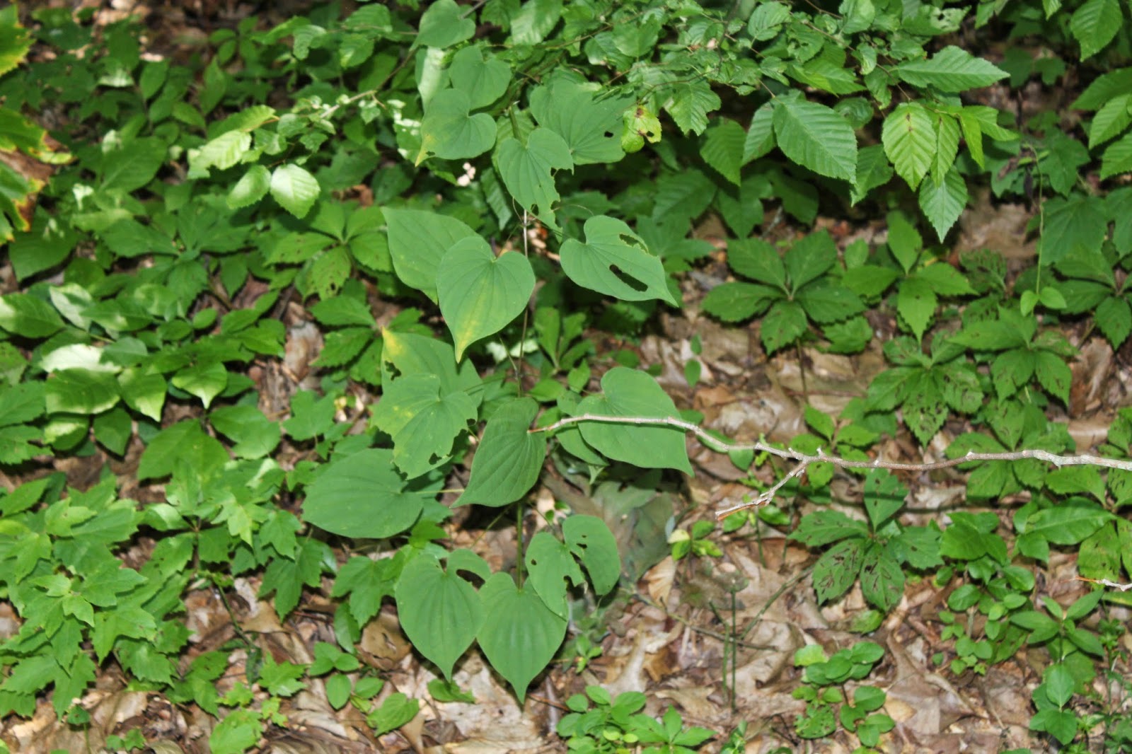 Holton House Wild things growing by the Kentucky wayside