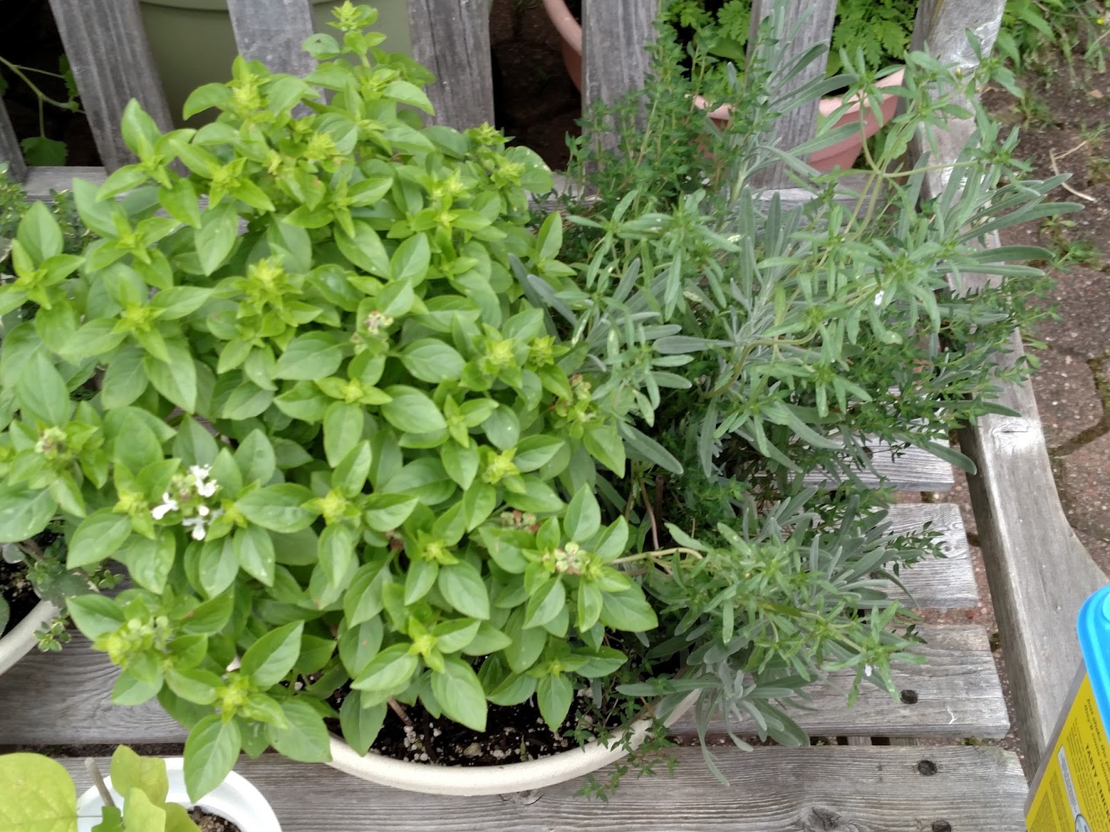 Lemon Verbena Lady's Herb Garden Herbal Containers With Rain and Heat!
