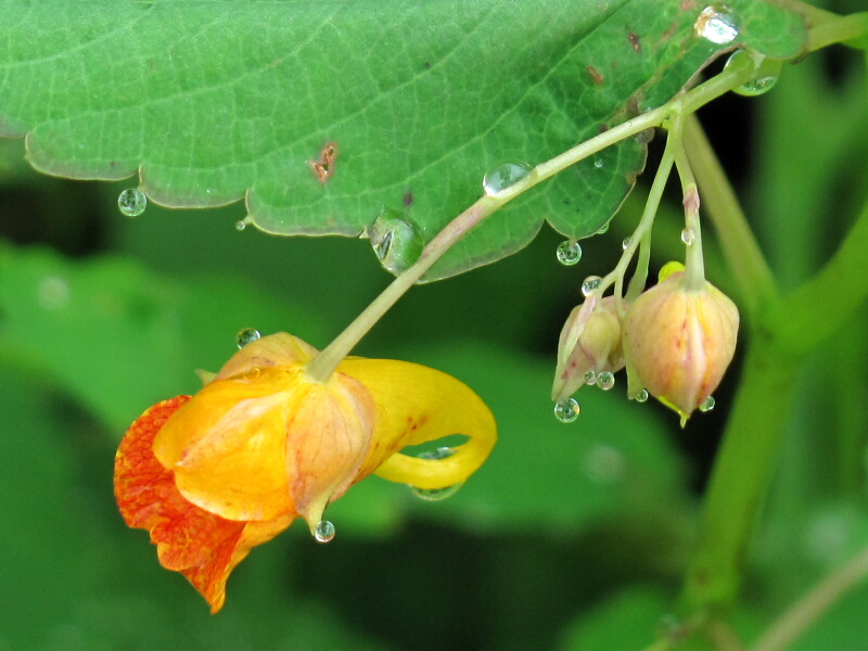 The Joyce Road Neighborhood Wildflower Jewelweed
