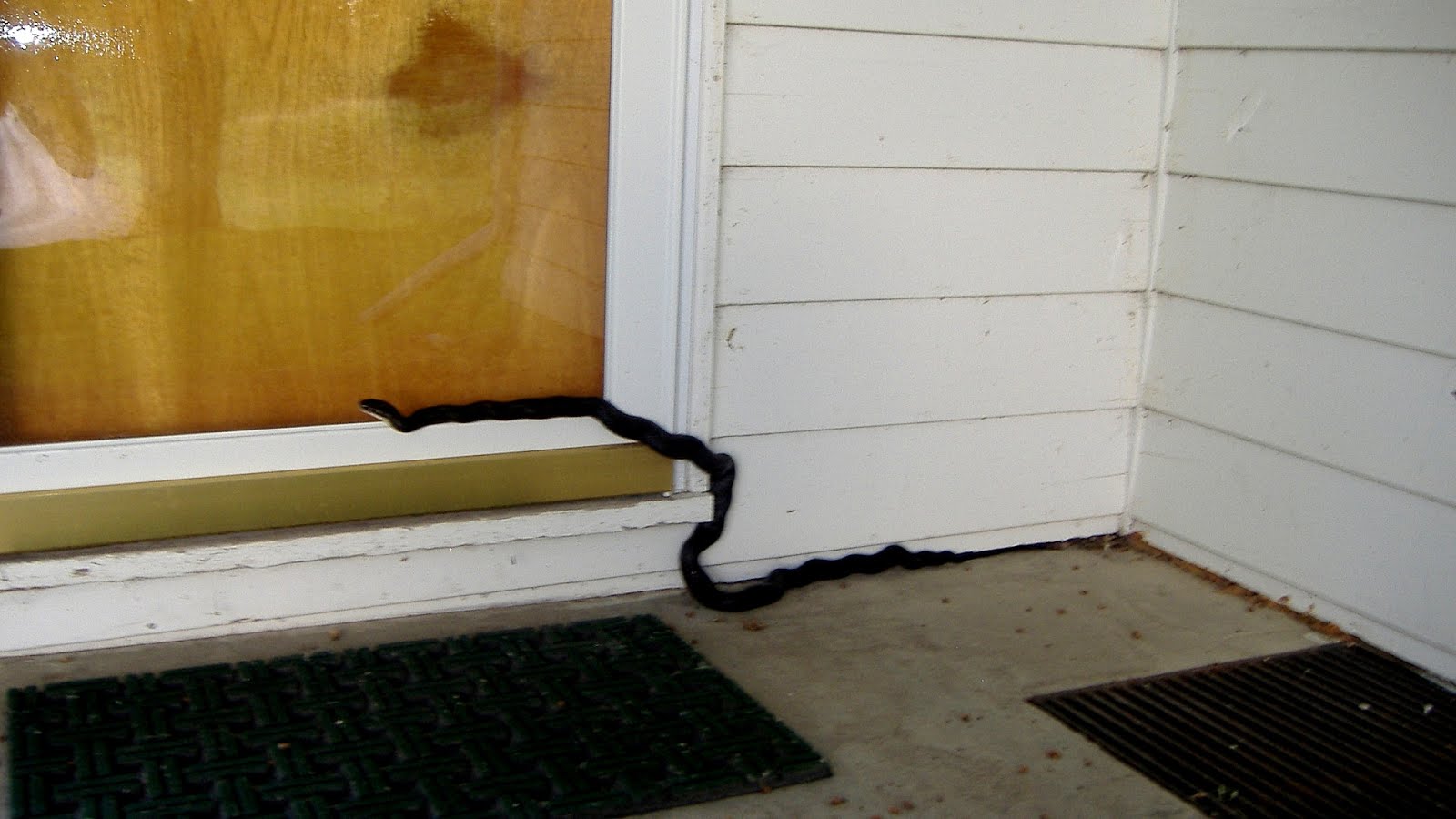 Get Rid Of Black Snakes Black Choices