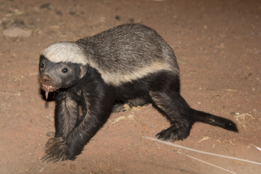 боевой медоед. самка медоеда. медоед world. толстый медоед. барсук медоед.