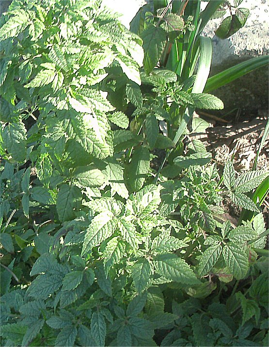 Earth Butterfly Seeds BALM OF GILEAD seeds Mint Family