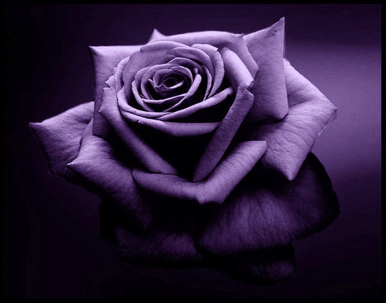 Valentine's Day Pictures 2013 Purple Flowers What Do They Stand For?