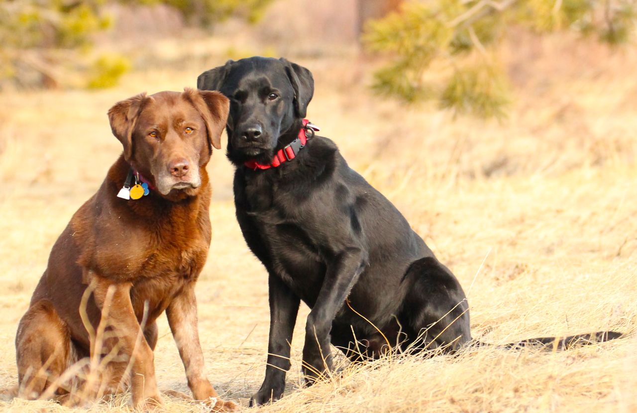 Romping and Rolling in the Rockies: Canines: domestic and wild