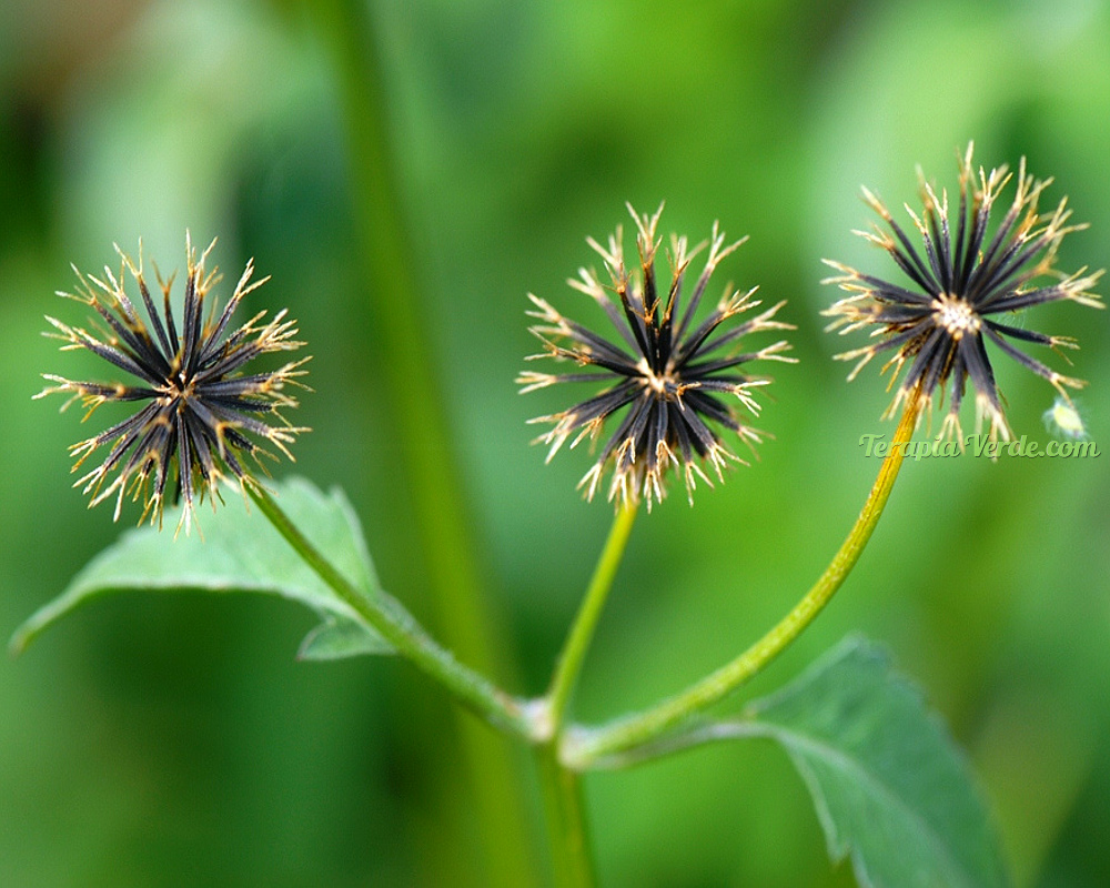 Benefícios do Picão-preto | Terapia Verde