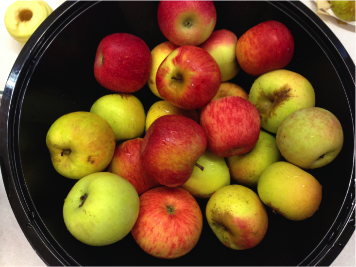 apples week, kindergarten apple unit, crockpot applesauce