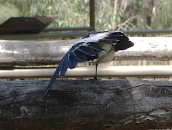 bird eleven types pee wee lark magpie
