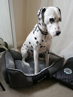 Dalmatian rolling on chester dog bed 