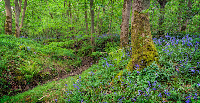 Waresley & Gransden Woods in Cambridgeshire at springtime with beautiful bluebells