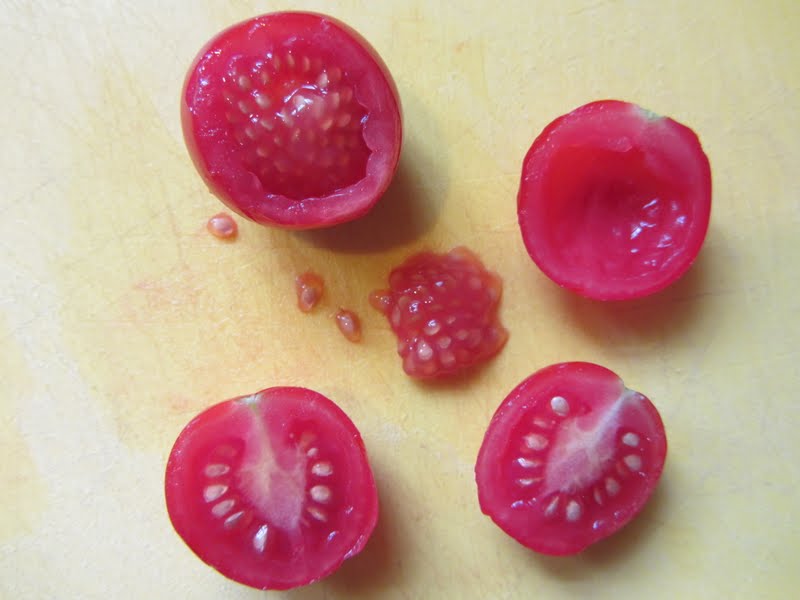 Форма семян томата. Семена помидор. Собственные семена из помидор. Семена помидоров в руками домашних условиях.