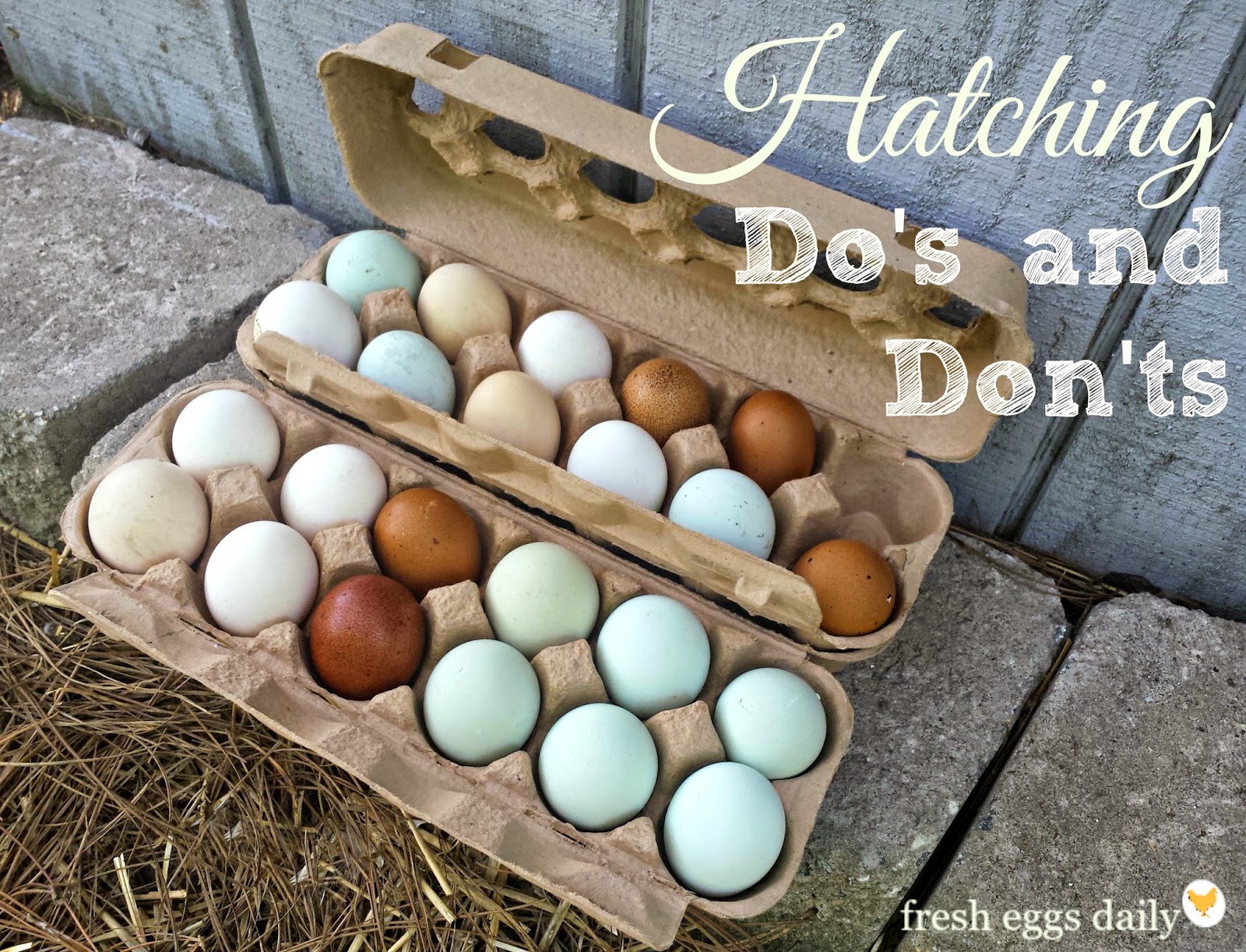 How many chickens hatch eggs. How many times does a chicken incubate eggs 77 How many chickens hatch eggs. How many times does a chicken incubate eggs 97
