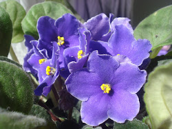 Violetas no meu blog