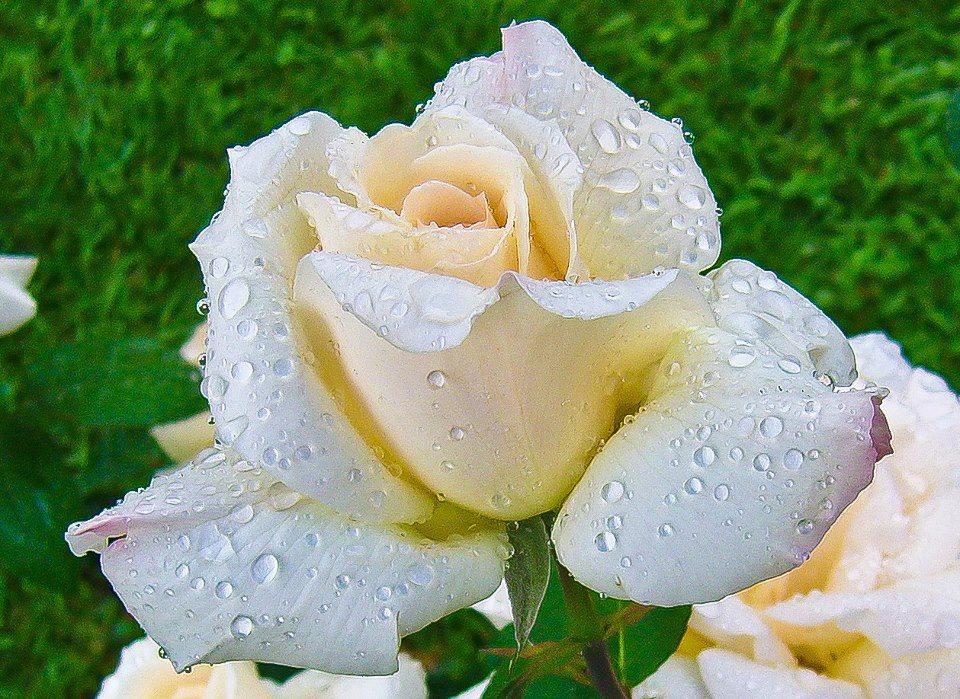 Beleza Da Natureza Fotos E Imagens | cria 231 245 es divinas a beleza da natureza envolvente nas Beleza Da Natureza Fotos E Imagens | cria 231 245 es divinas a beleza da natureza envolvente nas