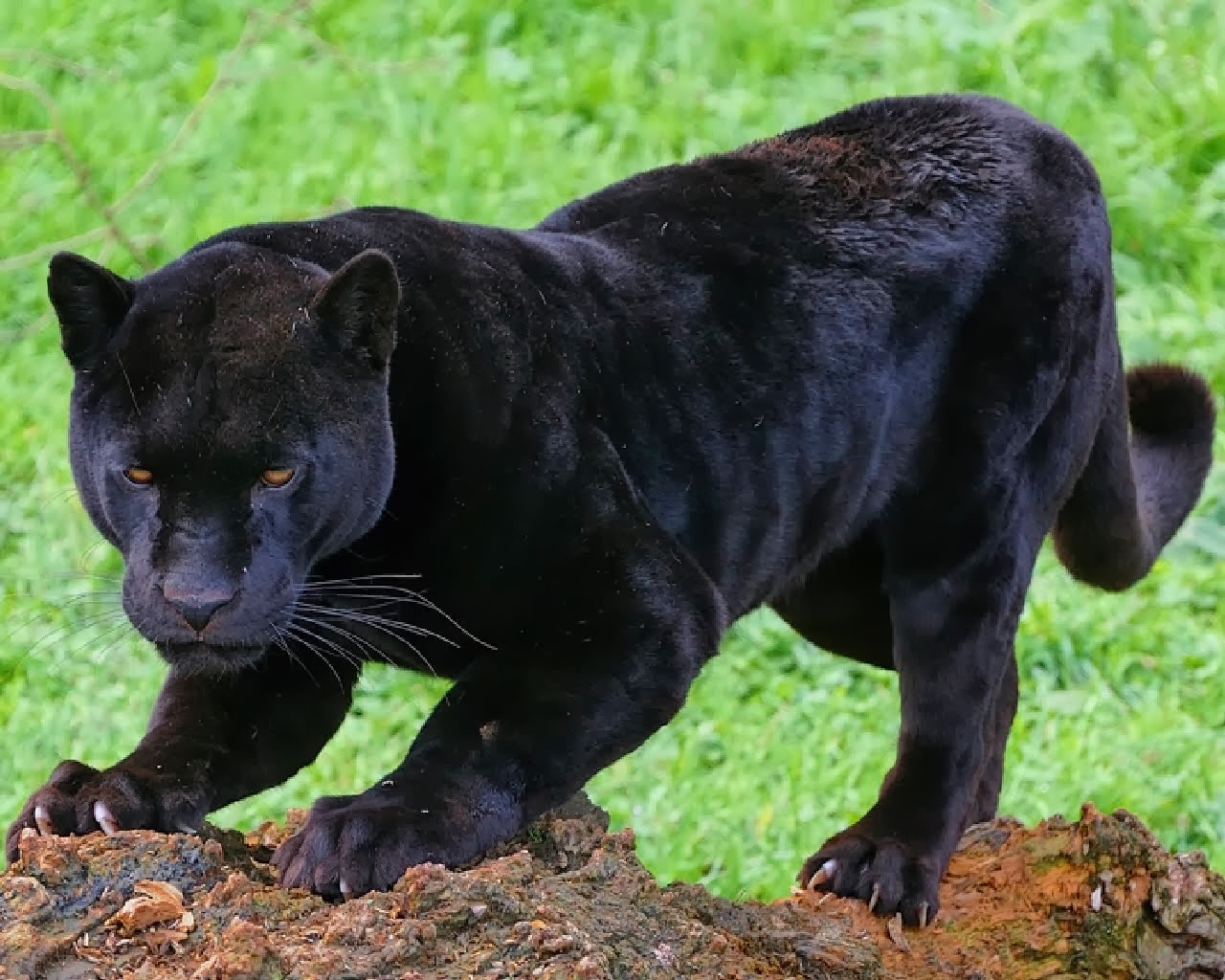 Andy foto natura: Pantera negra