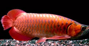 Arowana Fish: Tips Memelihara dan Merawat Ikan Arwana ...