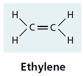 Plant Biotech: Ethylene: The Gaseous Hormone