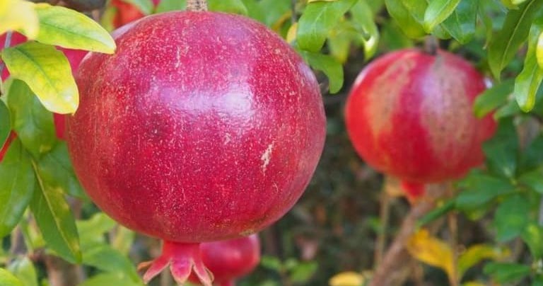 Farmers Know Best Plants That Grow Well In USDA Zone 9