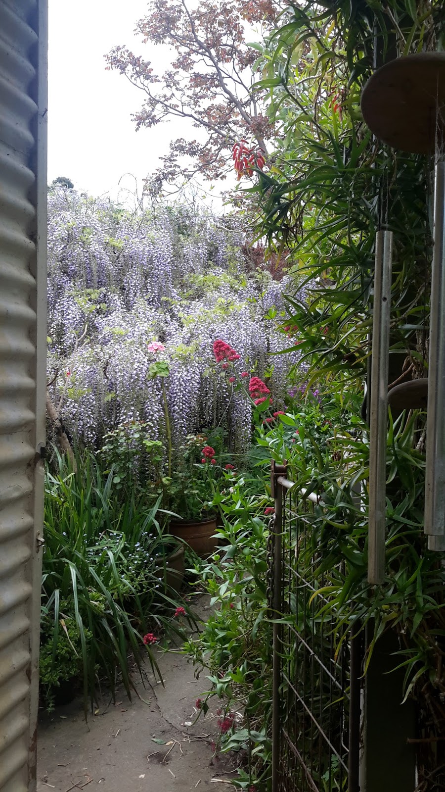 Back Valley Seasons Wisteria Near The Back Door And Another Birthday