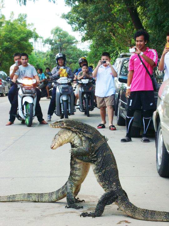 Вараны тайланда Вараны тайланда