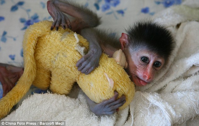 Anak Monyet Yang Tidak Boleh Berenggang Dengan Anak Patung - Sajian