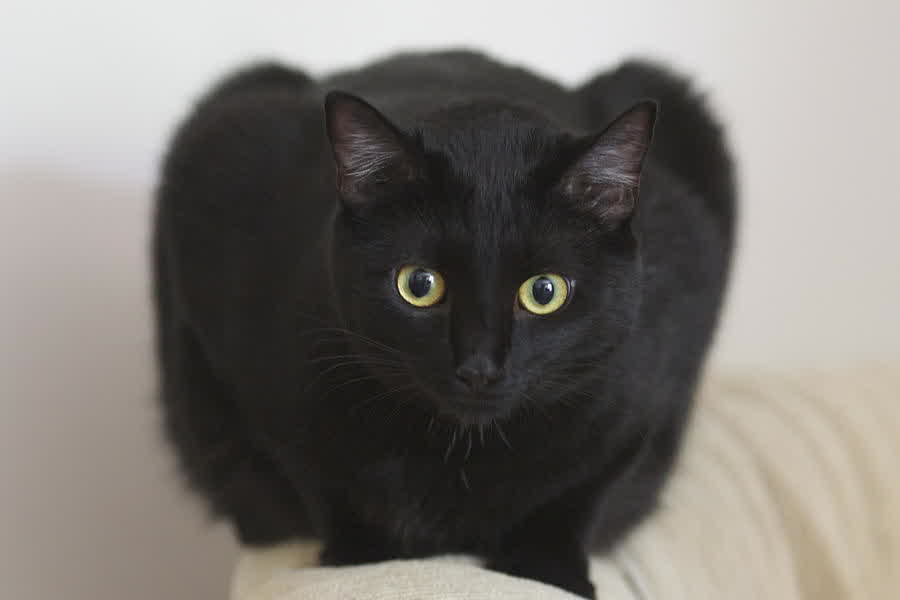 Черная распространенная порода. Бомбейская кошка. Бомбейская черная кошка. Чёрная кошка порода Бомбейская. Британская Бомбейская кошка.