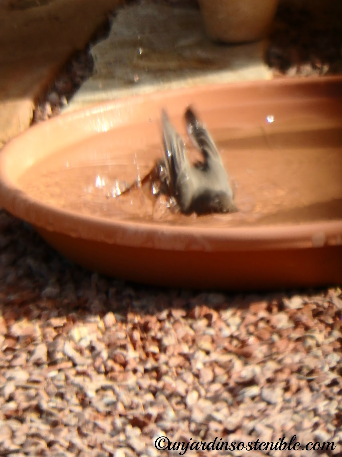 Como atraer pájaros y otras aves a nuestro Jardín, Patio, Terraza o balcón,