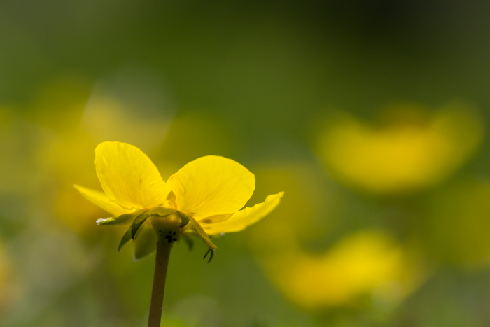 Yellow Flower Photo