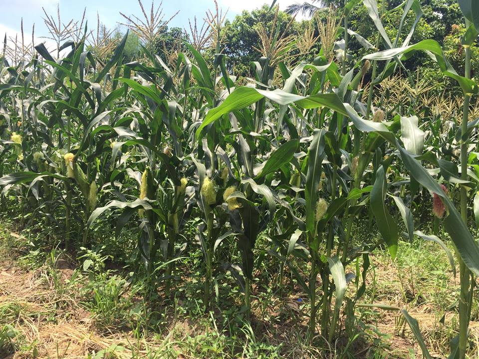 Carrageenan as Fertilizer for Corn Agriculture Philippines