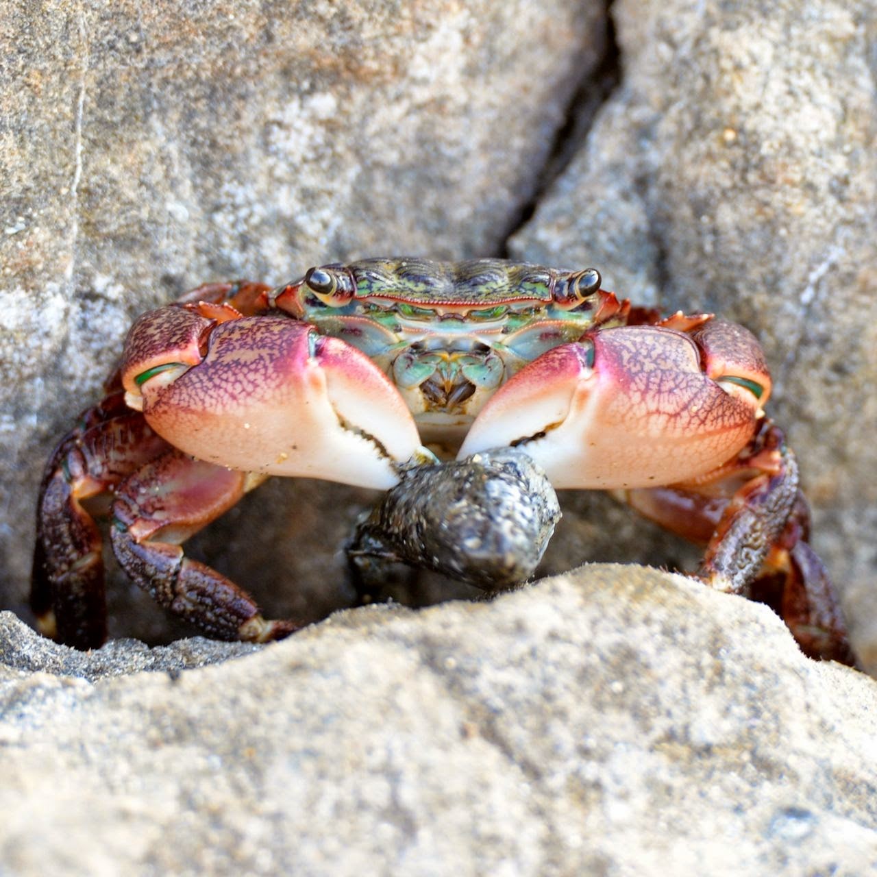 Crab - Do Crabs Eat Fish