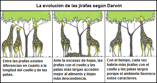 Teoria De Darwin Sobre Las Jirafas cienciacercarauch.blogspot.com