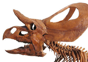 Zuniceratops skull