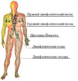 Лимфатическая система - очистка лимфатической системы